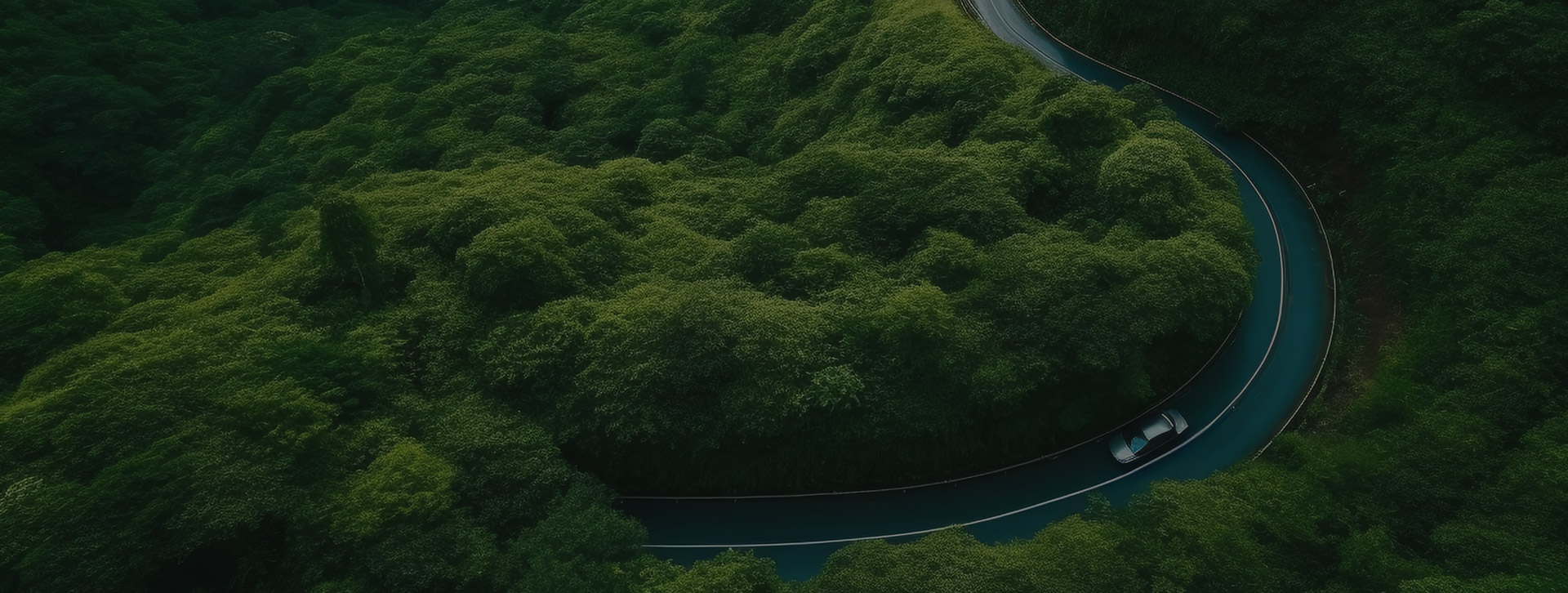 緑の滑石が生態系の家を共に築く